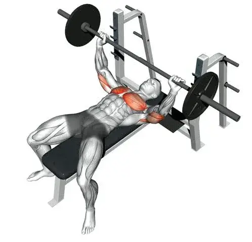 bench-press-muscle-workout